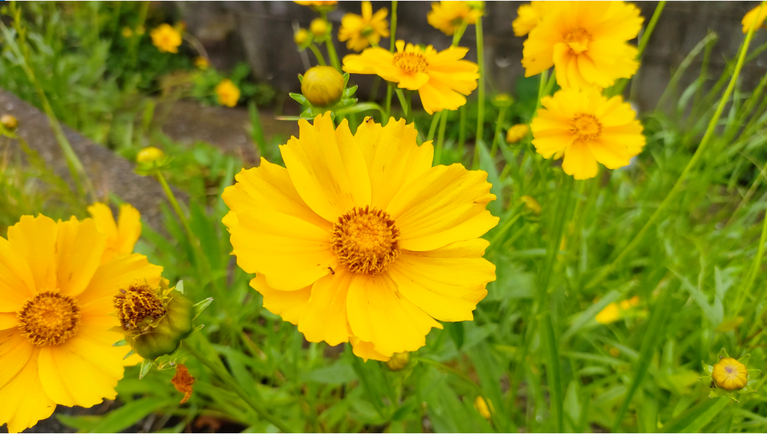 オオキンケイギク　花