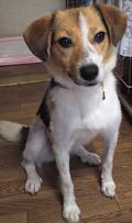 顔と耳部分が薄茶色で体部分に白色の毛色が混ざった犬が室内でお座りをしている写真