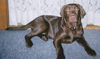 真っ黒で短毛の愛犬（アッシュ）が室内で伏せをしてカメラをみている写真