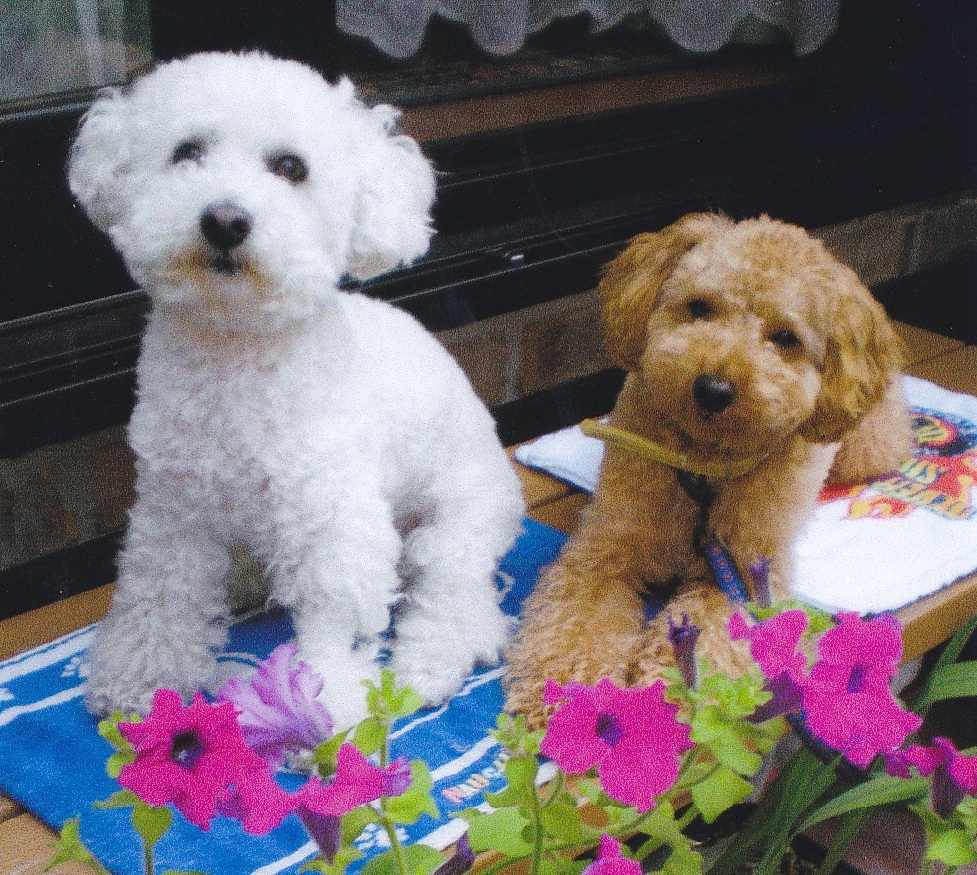 花壇に咲いた花越しに、白い毛色の犬と茶色の毛色の犬が並んでこちらを向いている写真