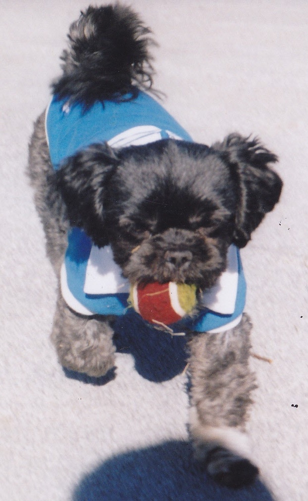 ボールをくわえて走ってきている全身が黒で水色の洋服を着た愛犬（マル）を正面から写した写真