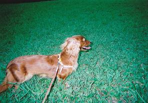 茶色で光沢のある毛に覆われた犬がリードに繋がれて芝生上を歩いている様子の写真