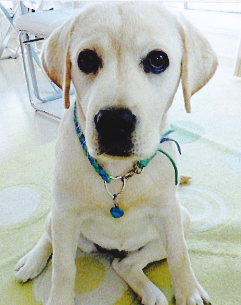 カーペットが敷かれた室内で、白色の毛で耳の垂れた犬が首にハートの金具をつけており、カメラ目線で座っている写真