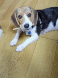 顔部分が茶色、背中部分が黒色をした犬がフローリングの部屋に伏せた状態で口に棒を咥えており、カメラ方向へ顔を見上げている写真