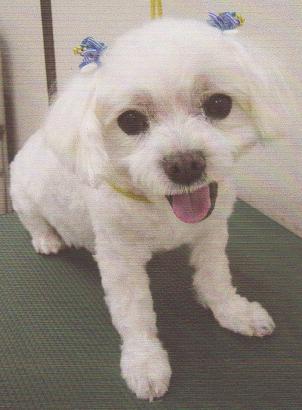 全身が真っ白な愛犬（グー）が口を開けて座っている写真