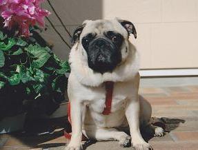顔周りが黒、全身が白色の毛色で覆われた犬が、ピンク色の花が咲いている花壇の横に座っている写真