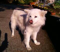 花壇が並んだ庭先で白の毛色の犬が、向かって左方向に顔を向けて立っている写真
