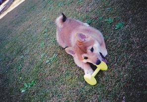 黄色い玩具を口に加え、広場で遊んでいる茶色の毛で覆われた犬の写真