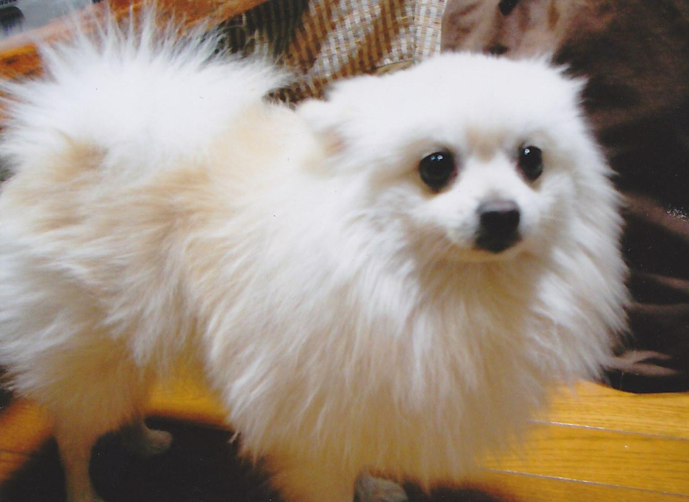 白のやわらかい質感の毛で全身を覆われた犬がフローリングの部屋に立っている写真