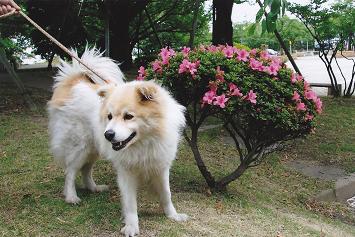体全体が白色の毛で、目と尾の周りが少し茶色かかった犬が、リードに繋がれツツジの前で立ち止まっている様子の写真