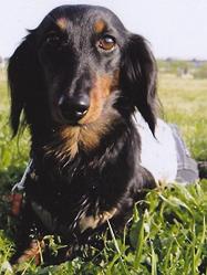 芝生の広がる屋外で、黒や茶色の毛色で耳の垂れた犬がカメラ目線をしている写真
