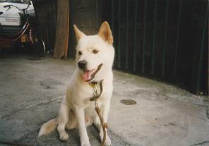 両耳が立ち、白色の毛並みで覆われた犬がお座りしている写真