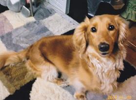 ロングヘアーで光沢のあるウェーブがかった軟らかな毛の茶色い犬が、マットの上でくつろいでいる写真