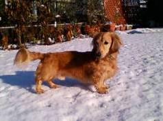 茶色い毛色で胴長短足の犬が、白い雪の上を歩いている写真