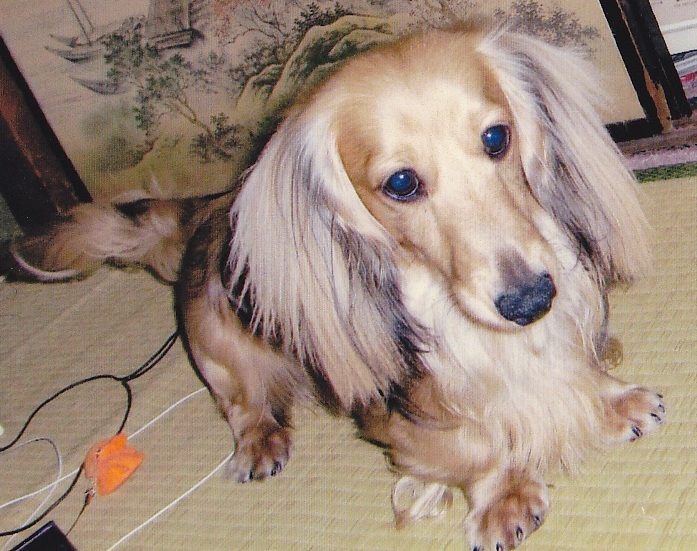 たたみの上に立つ全身が薄い茶色の愛犬（ジュリア）を写した写真