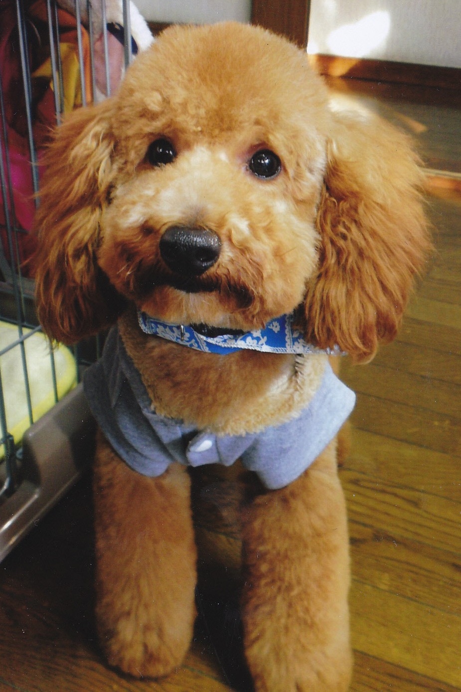全身茶色で小さなまん丸の目をした愛犬（ダイ）がゲージの外にいる写真