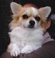 白色と薄茶色の毛並みで覆われ、立ち耳で大きな瞳をした犬が抱っこされている様子の写真