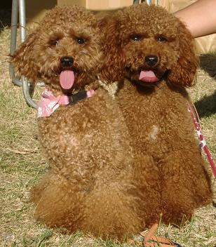 ふわふわで茶色の毛色をした犬が舌を出しながら2匹並んで外に座っている写真