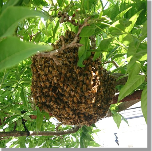 たくさんのミツバチが木の枝に作られた巣に集まっている写真