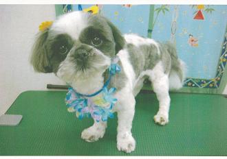 白色と黒色が混ざった毛色で、首の周りに花飾りのようなものをつけている犬の写真