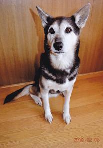 体の全体は黒い被毛で覆われ、顔の頬や目の周り、胸やお腹の体の内側が白色の犬がフローリングでお座りしている写真