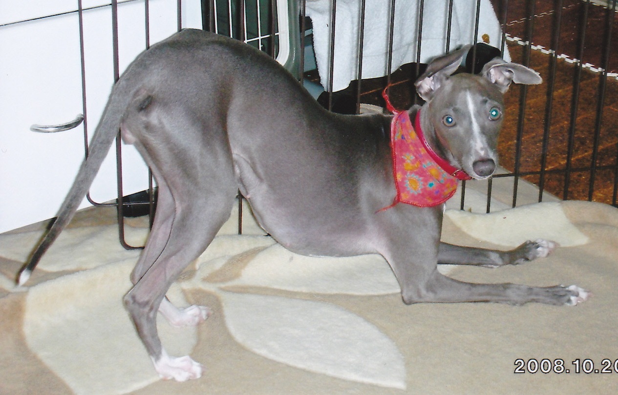 全身がグレーでしっぽがスッと伸び、短い毛が特徴的な犬が赤い布の首輪を付けて立ち上がろうとしている写真