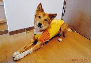 体全体が茶色の毛色をした犬が、洋服を着てフローリングでくつろいでいる写真