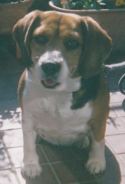 茶色の頭にお腹が白い愛犬（もも）がお座りをしている写真