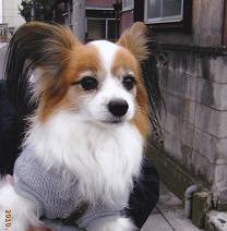 大きな瞳をしており、目の周りが茶色の毛色をした犬の写真