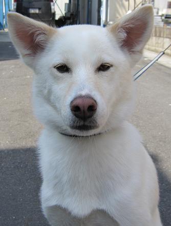 全身真っ白で耳がピンとたった愛犬（ポチ）がじっと座っている写真