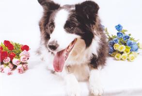 黒と白色の毛並みで覆われ舌を出している犬の写真