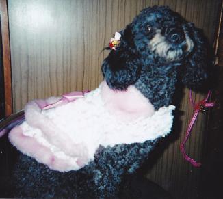 全身が黒で耳に飾りをつけ、洋服を着た愛犬（リンリン）を写した写真