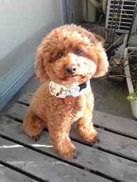 首にスカーフを巻いたつぶらな瞳のアプリコットの犬の写真
