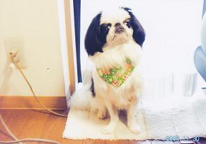 体全体が白色の毛並みで覆われ目の周りや耳が黒色をした犬がマットの上に座っている写真