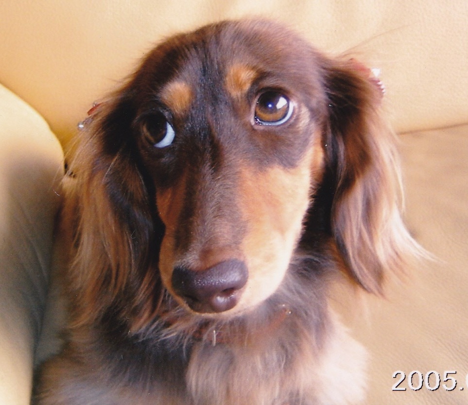 チョコレート＆タン色をした愛犬（こはる）がソファーの隅で上目使いでみている写真
