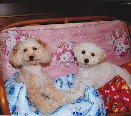 お布団の上に横たわっているクリーム色の2匹の犬の写真