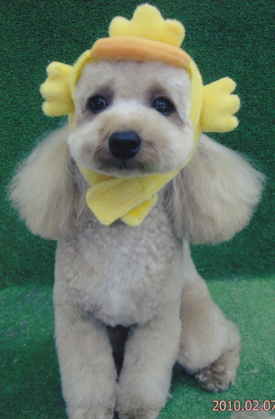 真っ白な愛犬（ハチ）が黄色の被り物をしてお座りをしている写真