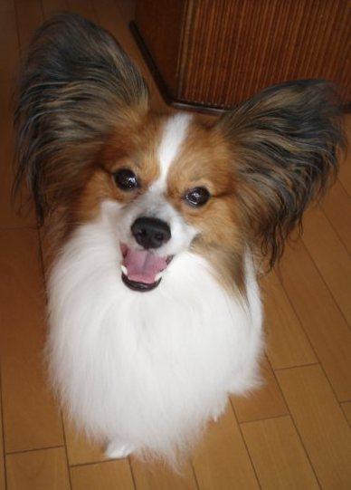 頭部分が茶色で胸の部分が白色の毛色をし、ふさふさの耳をした犬を室内で撮った写真