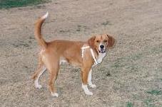 尻尾を立て、体全体が茶色の毛色をした犬が、広場で遊んでいる写真