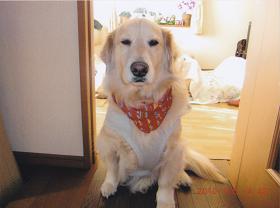 体全体が白い毛で覆われ、首に赤色のスカーフを巻いている犬の写真