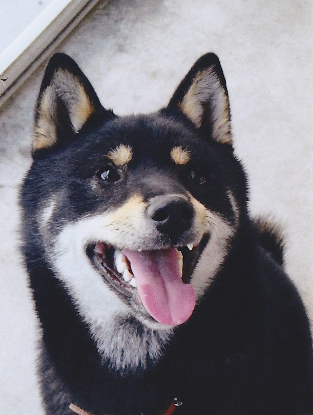 体全体が黒で、口周りや眉のあたりが白色の毛色をした犬が、耳をピンと立てて、斜め上方向を見上げている写真
