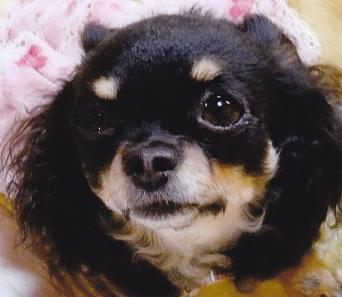 全体が黒で眉、口元が白い愛犬（さくら）をアップで写した写真