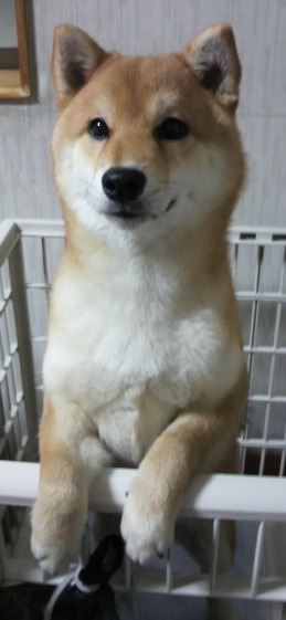 ゲージの柵に両手をかけている愛犬（コロ）のやんちゃ顔を写した写真