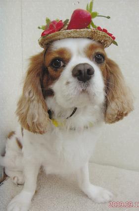 耳が茶色、身体が白い毛並みをした愛犬（ゆず）が帽子を被って座っている写真
