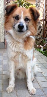 身体が茶色で、足元だけ白い愛犬（いちろ）がお座りをしている写真