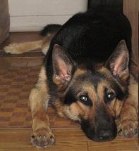 背中部分が黒く、足の部分が茶色の犬が伏せながらカメラ目線をしている写真