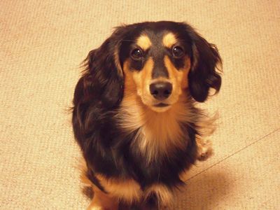 毛質が柔らかく体全体が黒色の毛で覆われ、胸元は黄色褐色の犬の写真
