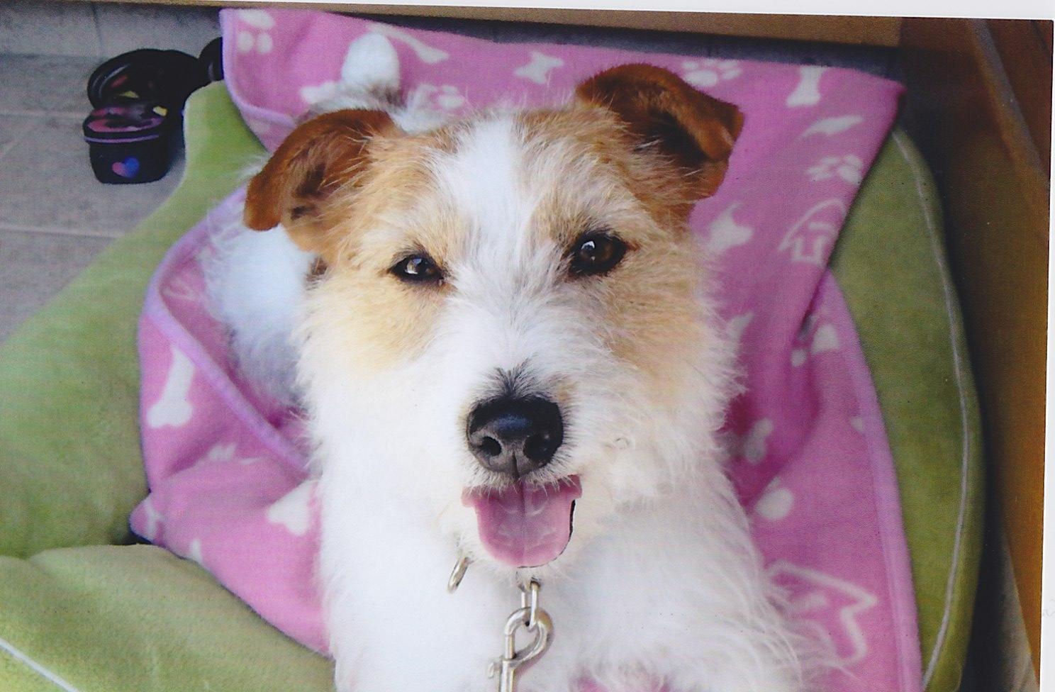 体全体が白色で目のまわりや耳が茶色の毛色の犬が犬用のソファーの上に座ってカメラ目線をしている写真