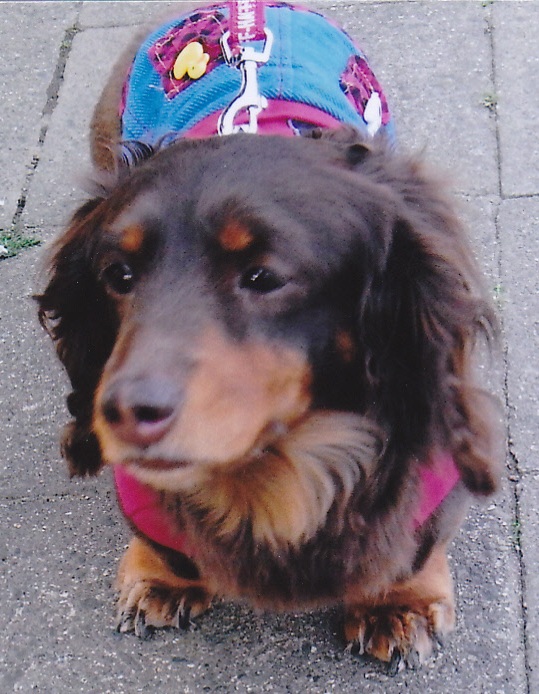 茶色と黒の毛色で覆われ耳の垂れた犬が、ピンクと水色の洋服を着て道路上に立っている写真