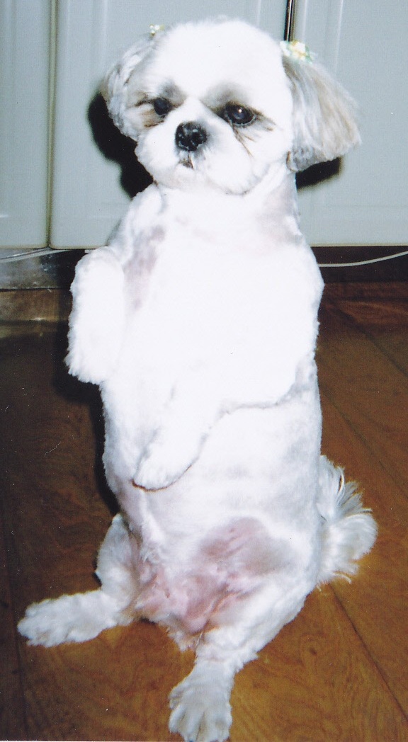真っ白な毛並みの愛犬（ダン）がお尻を床に付け、前足を上手にあげて座っている写真